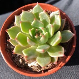 Meet your Posher, Miranda